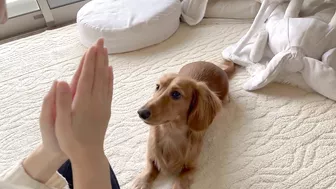 instagramで見たナダルの信頼ゲームを愛犬にやってみました【ミニチュアダックスフンド】