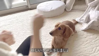 instagramで見たナダルの信頼ゲームを愛犬にやってみました【ミニチュアダックスフンド】