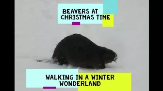 Compilation of Beavers Walking in a Winter Wonderland