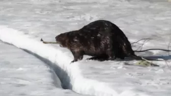 Compilation of Beavers Walking in a Winter Wonderland