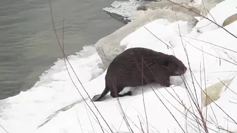 Compilation of Beavers Walking in a Winter Wonderland