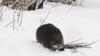 Compilation of Beavers Walking in a Winter Wonderland