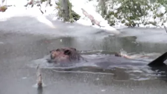 Compilation of Beavers Walking in a Winter Wonderland