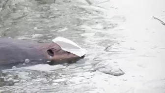 Compilation of Beavers Walking in a Winter Wonderland