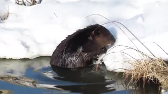 Compilation of Beavers Walking in a Winter Wonderland