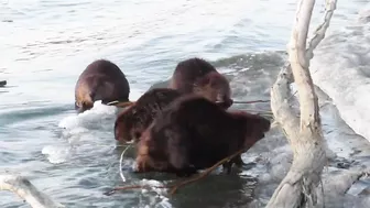 Compilation of Beavers Walking in a Winter Wonderland