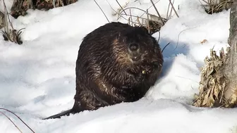 Compilation of Beavers Walking in a Winter Wonderland