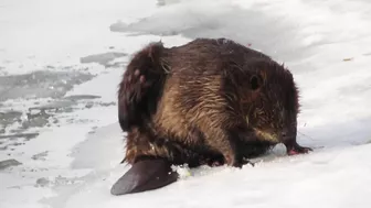 Compilation of Beavers Walking in a Winter Wonderland