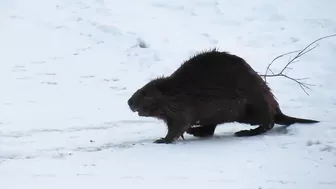 Compilation of Beavers Walking in a Winter Wonderland