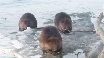 Compilation of Beavers Walking in a Winter Wonderland