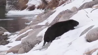 Compilation of Beavers Walking in a Winter Wonderland