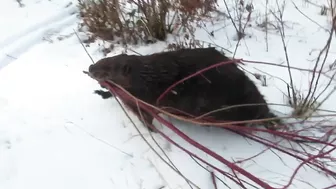 Compilation of Beavers Walking in a Winter Wonderland