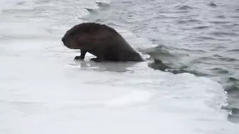 Compilation of Beavers Walking in a Winter Wonderland