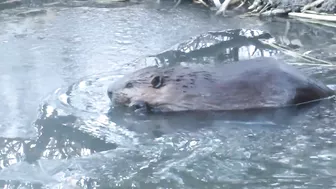 Compilation of Beavers Walking in a Winter Wonderland