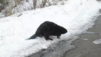 Compilation of Beavers Walking in a Winter Wonderland