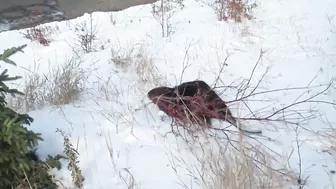 Compilation of Beavers Walking in a Winter Wonderland