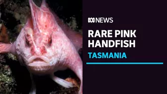 Rare pink handfish spotted for first time in 22 years, off coast of Tasmania | ABC News