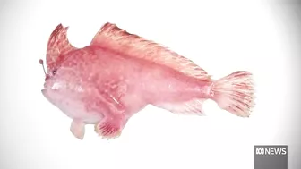 Rare pink handfish spotted for first time in 22 years, off coast of Tasmania | ABC News