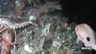 Rare pink handfish spotted for first time in 22 years, off coast of Tasmania | ABC News