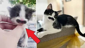 This Cat Went Viral On Instagram Because It Was Born With A “Mustache” Interview With Owner