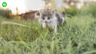 This Cat Went Viral On Instagram Because It Was Born With A “Mustache” Interview With Owner