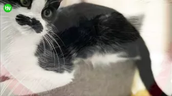 This Cat Went Viral On Instagram Because It Was Born With A “Mustache” Interview With Owner