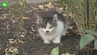 This Cat Went Viral On Instagram Because It Was Born With A “Mustache” Interview With Owner