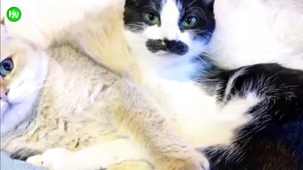 This Cat Went Viral On Instagram Because It Was Born With A “Mustache” Interview With Owner