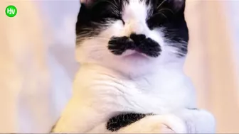 This Cat Went Viral On Instagram Because It Was Born With A “Mustache” Interview With Owner