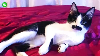 This Cat Went Viral On Instagram Because It Was Born With A “Mustache” Interview With Owner