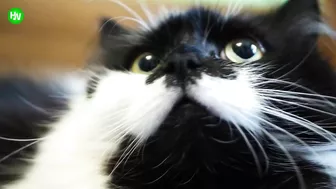 This Cat Went Viral On Instagram Because It Was Born With A “Mustache” Interview With Owner