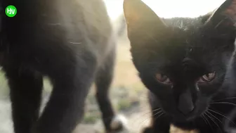 This Cat Went Viral On Instagram Because It Was Born With A “Mustache” Interview With Owner