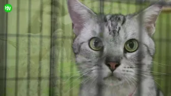 This Cat Went Viral On Instagram Because It Was Born With A “Mustache” Interview With Owner