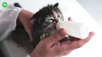 This Cat Went Viral On Instagram Because It Was Born With A “Mustache” Interview With Owner