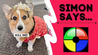 DOGS PLAY SIMON SAYS! #games #fail