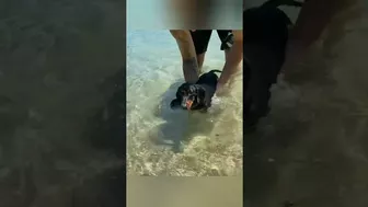 Beach bath dog????#shorts