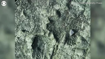 Dinosaur footprints found on beach in Wales may be 200 million years old, researchers say