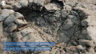 Dinosaur footprints found on beach in Wales may be 200 million years old, researchers say