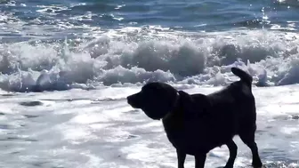 Doggies go to the Beach