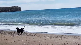 Doggies go to the Beach