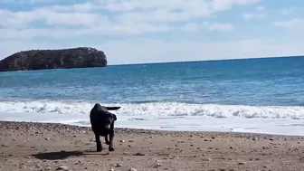 Doggies go to the Beach