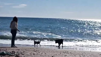 Doggies go to the Beach