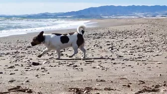 Doggies go to the Beach