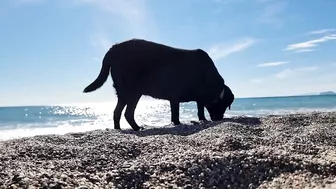 Doggies go to the Beach