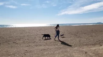 Doggies go to the Beach