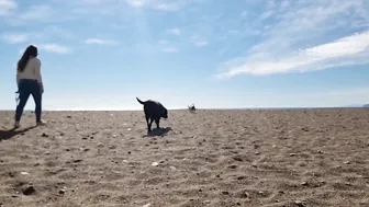 Doggies go to the Beach