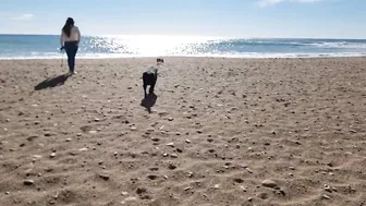 Doggies go to the Beach