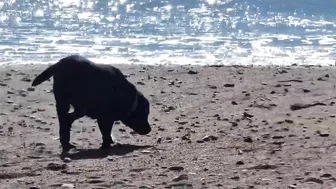 Doggies go to the Beach