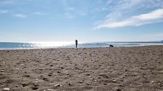 Doggies go to the Beach