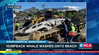 Environmental Management | Humpback whale washes onto beach